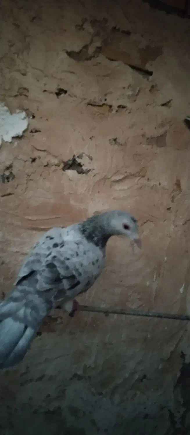 نر کله سبز چینگ سفید وماده سار شکلاتی|پرنده|زاوه, |دیوار