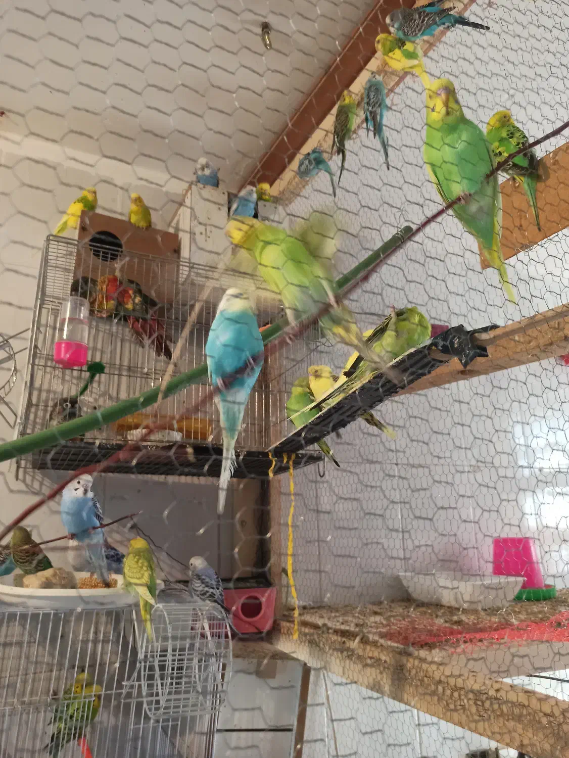 پرنده زینتی|پرنده|گلبهار, شهر جدید گلبهار|دیوار