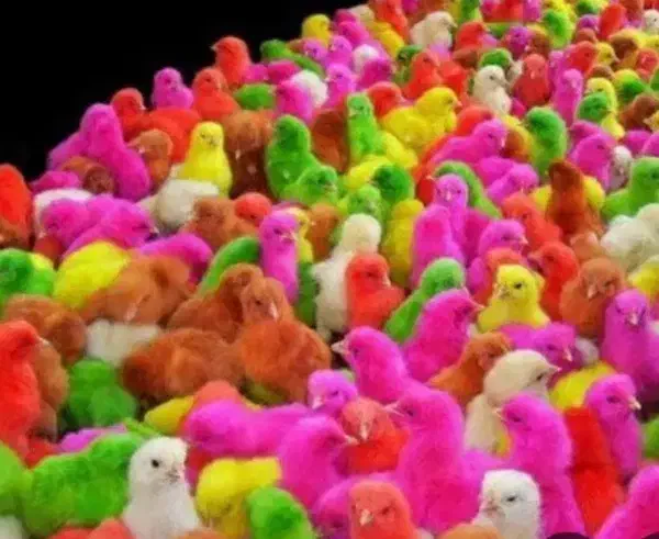جوجه رنگی تعداد|حیوانات مزرعه|محمدشهر, محمدشهر|دیوار