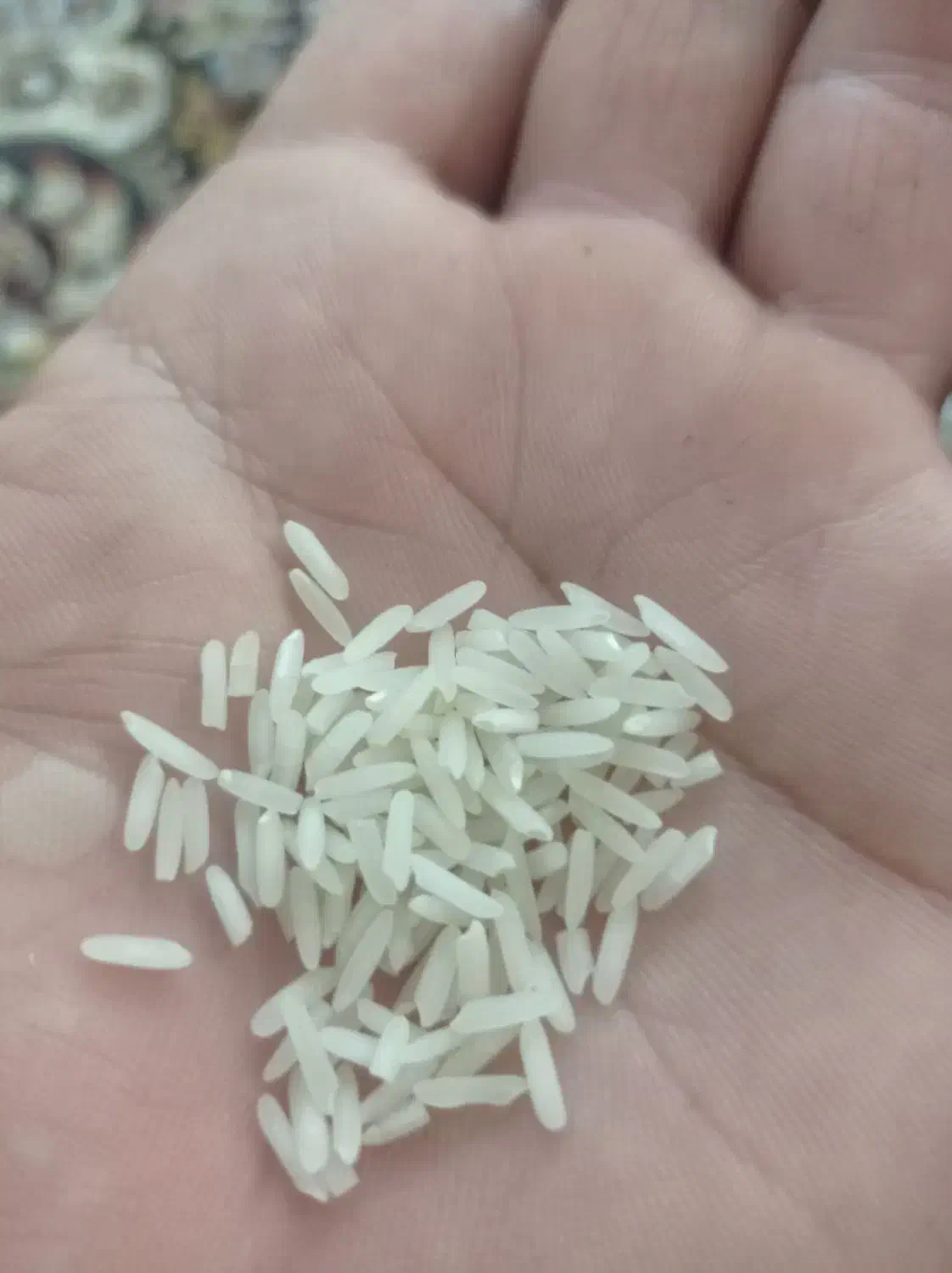 برنج تارم درجه یک  رودبار  کیلویی 240|خوردنی و آشامیدنی|کوهدشت, |دیوار