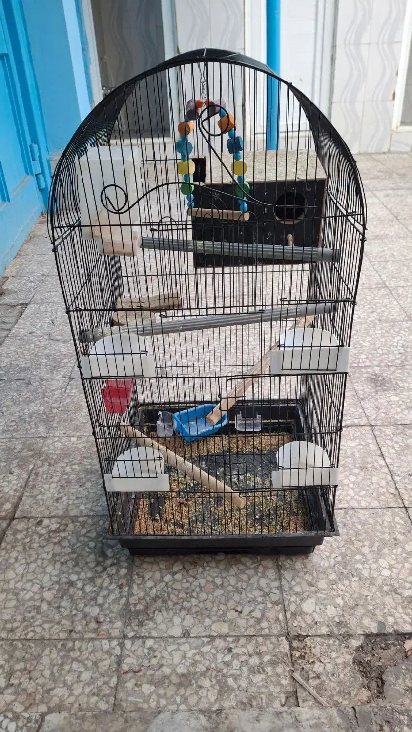 قفس طوطی|لوازم جانبی حیوانات|قم, هنرستان|دیوار