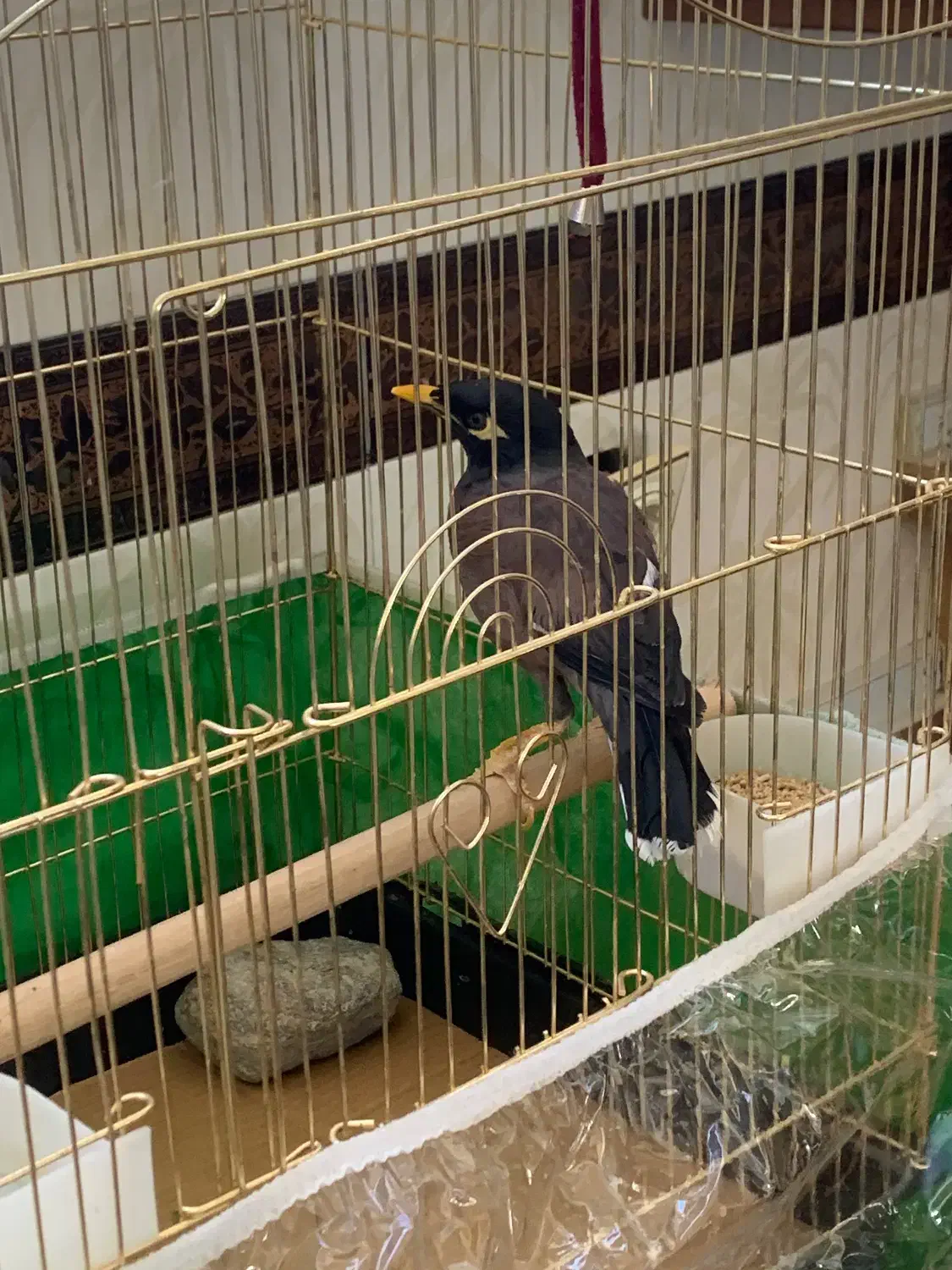 مرغ مینا سرحال|پرنده|تبریز, |دیوار