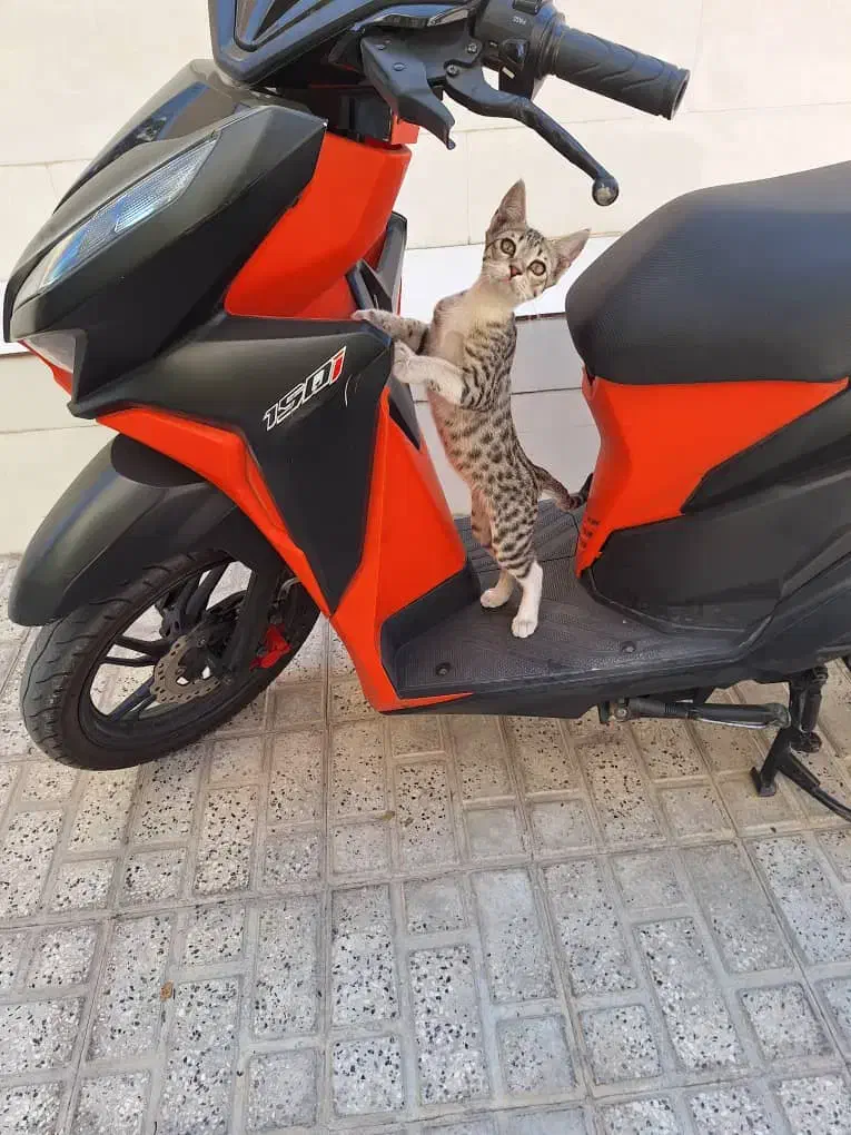 ۶ عدد گربه واگذاری|گربه|اندیشه, اندیشه فاز ۱|دیوار