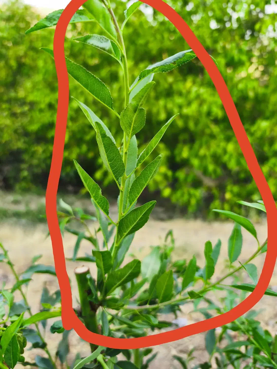 ینجه مارگون|حیوانات مزرعه|مارگون, |دیوار