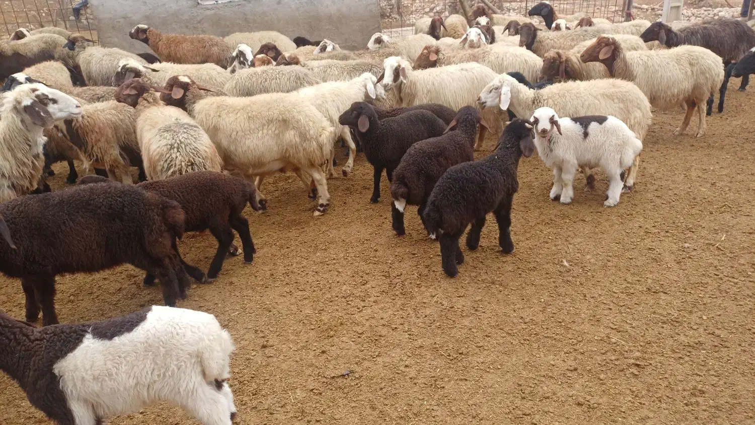 میش وبره|حیوانات مزرعه|اندیمشک, |دیوار