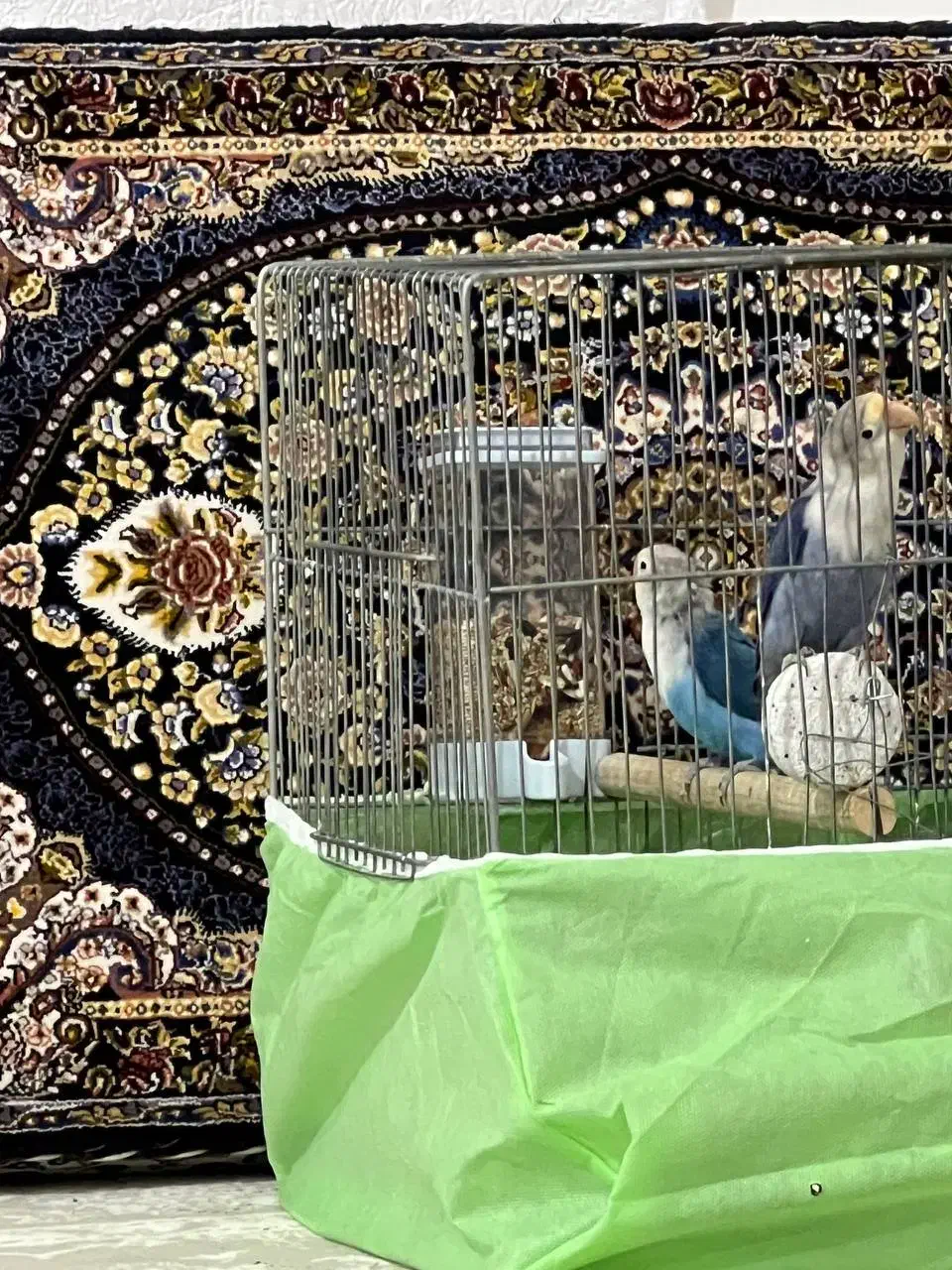 طوطی برزیلی خوش رنگ|پرنده|پاوه, |دیوار