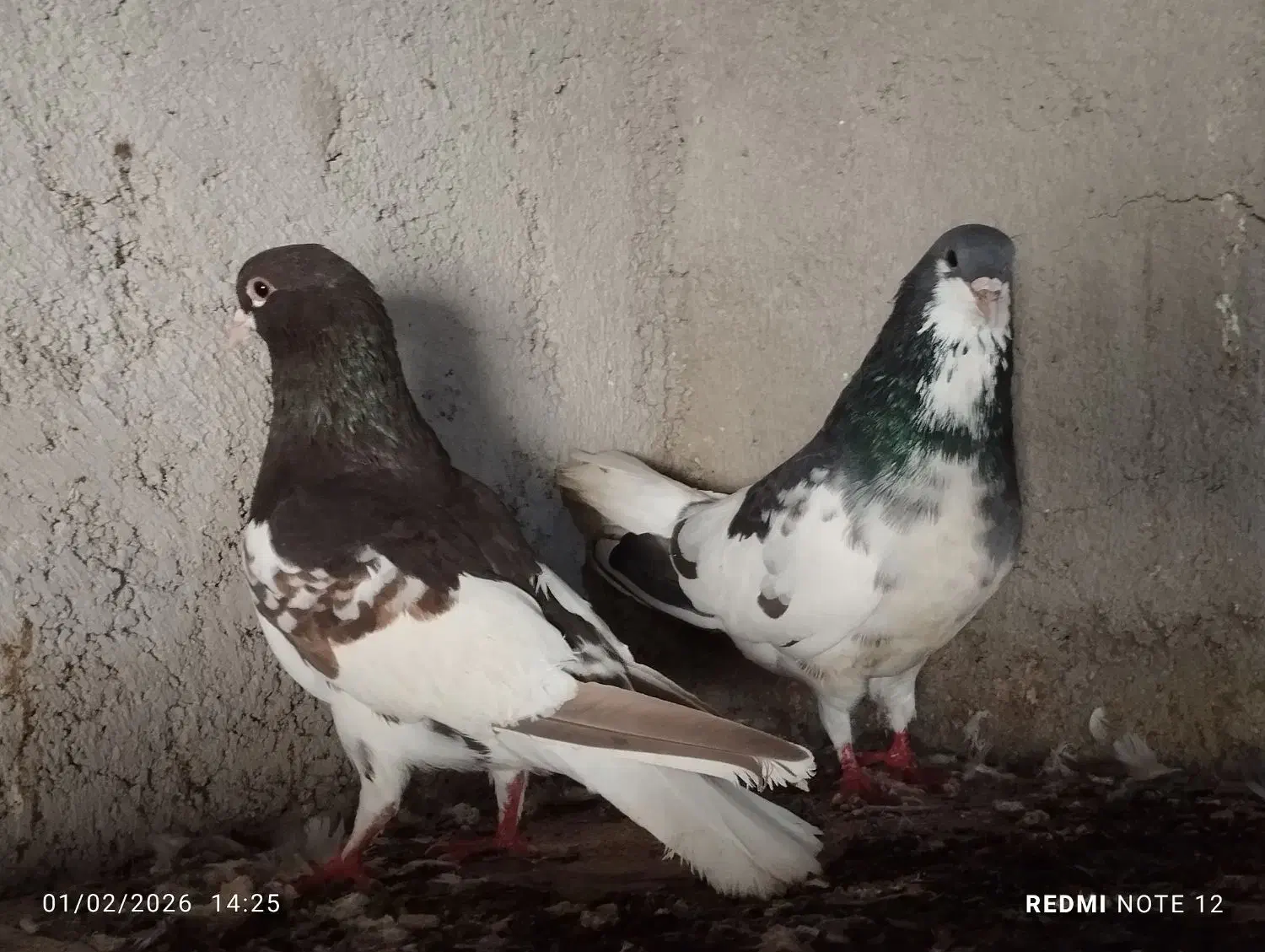 کبوتر شهری گلدار|پرنده|جم, |دیوار