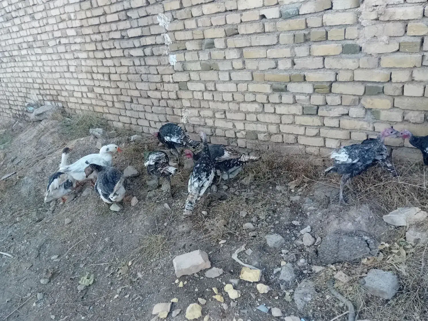 چندعددبقلمو وغاز به فروش میرسد|حیوانات مزرعه|قیدار, |دیوار