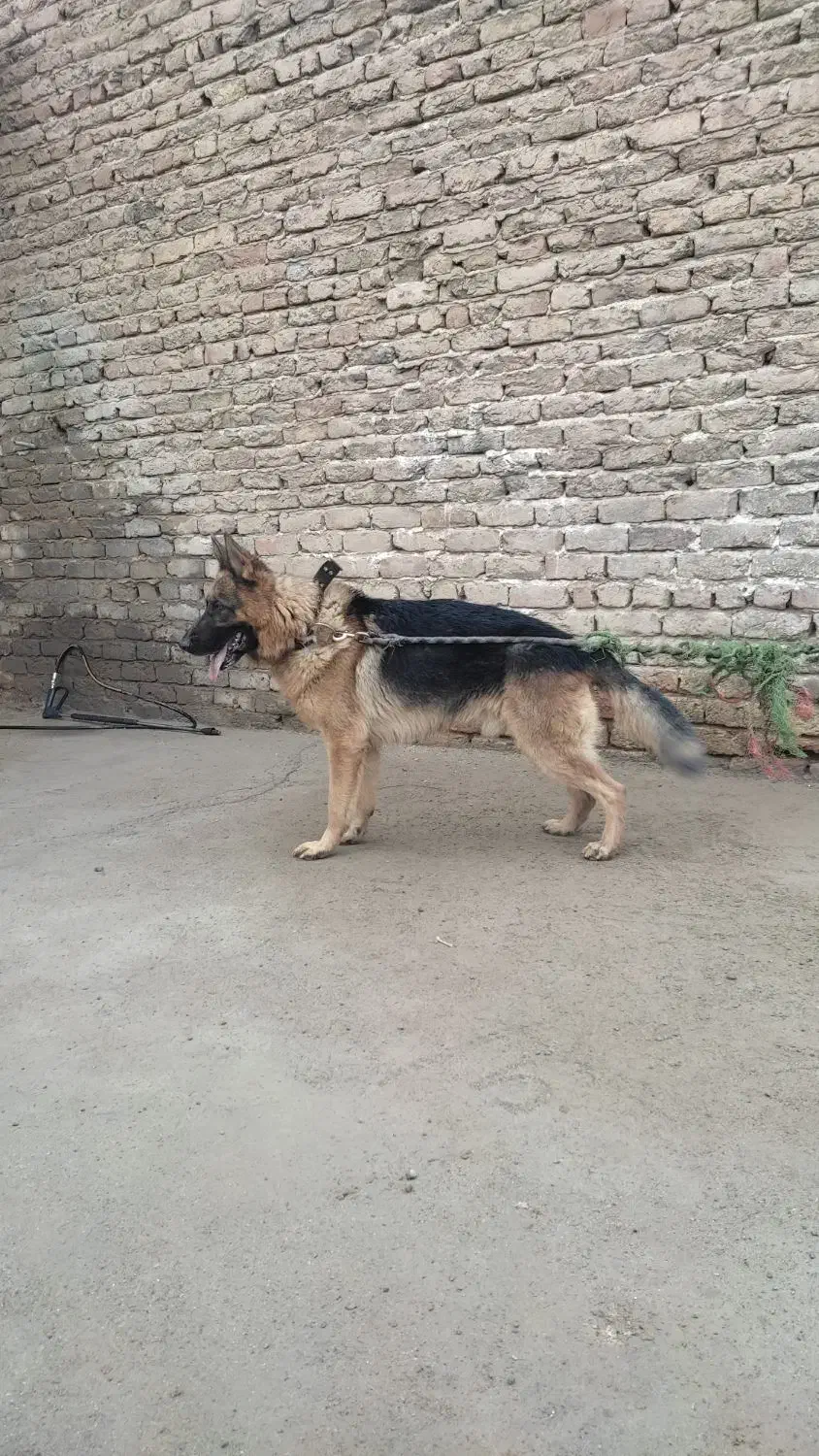واگذاری ژرمن نر اصیل نگهبان|سگ|ساوه, |دیوار