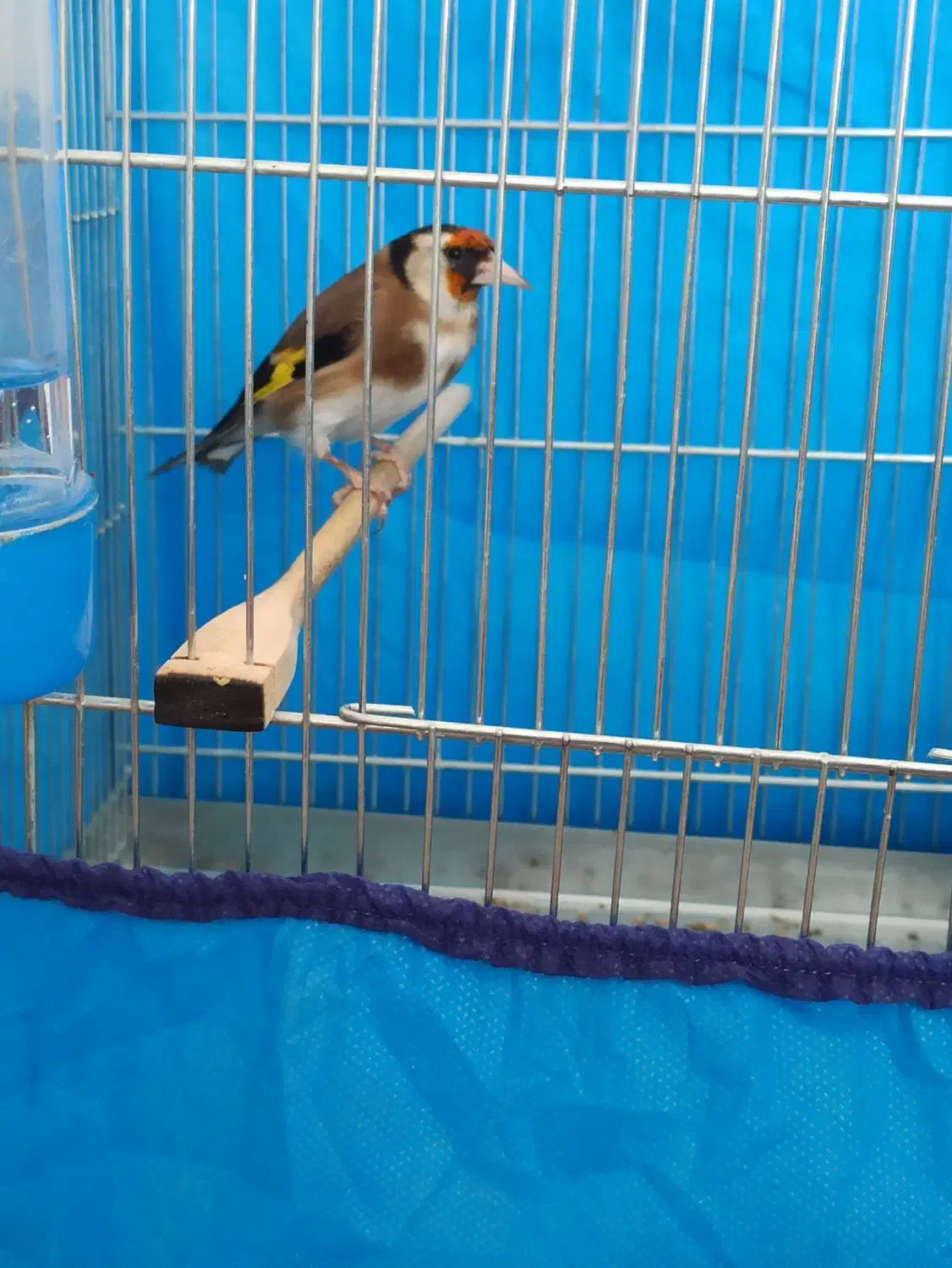 سهره ماده|پرنده|قروه, |دیوار