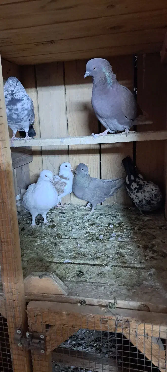 کفترا همه درجه یک من شب اومده روی بوم.|پرنده|عقدا, |دیوار