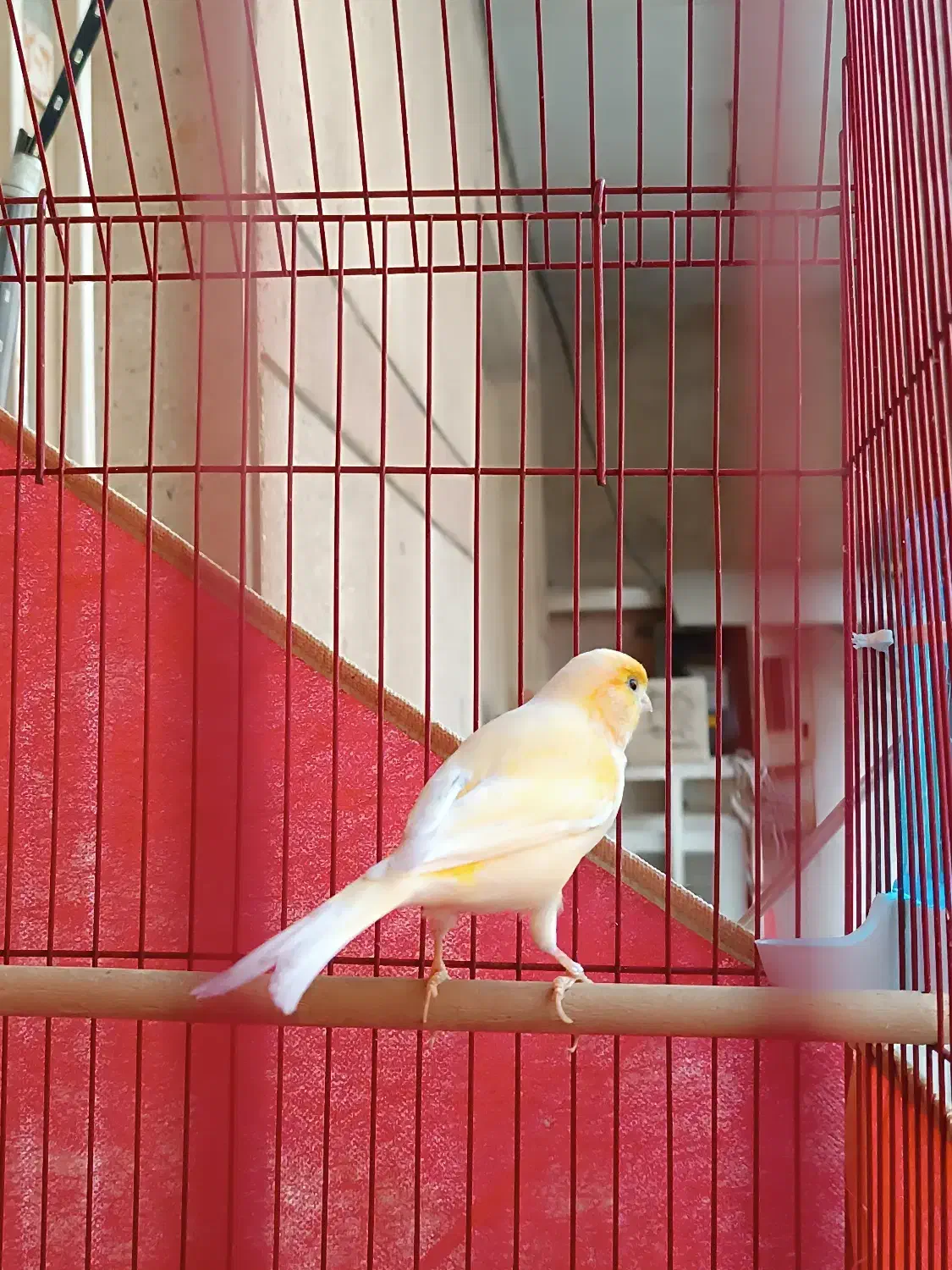 قناری|پرنده|بندرعباس, |دیوار