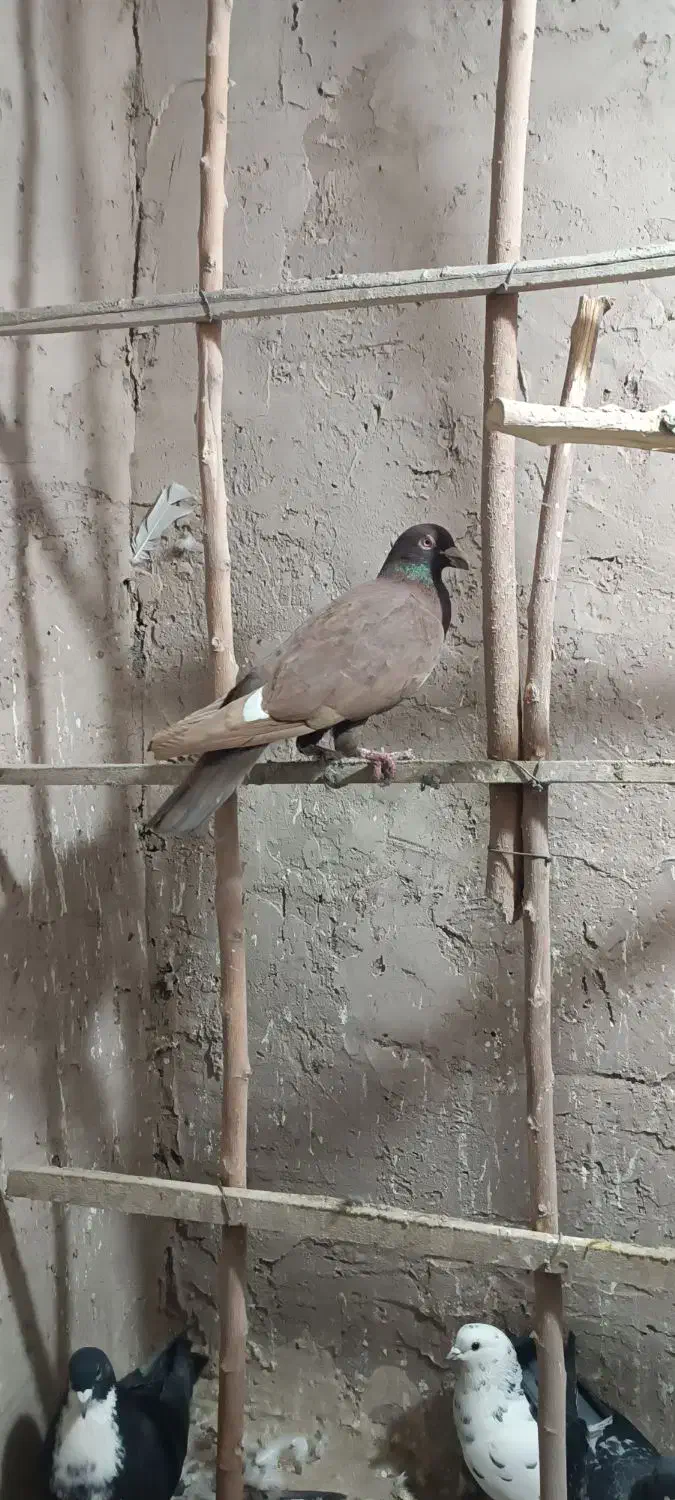 کبوتر|پرنده|نیشابور, مازول|دیوار