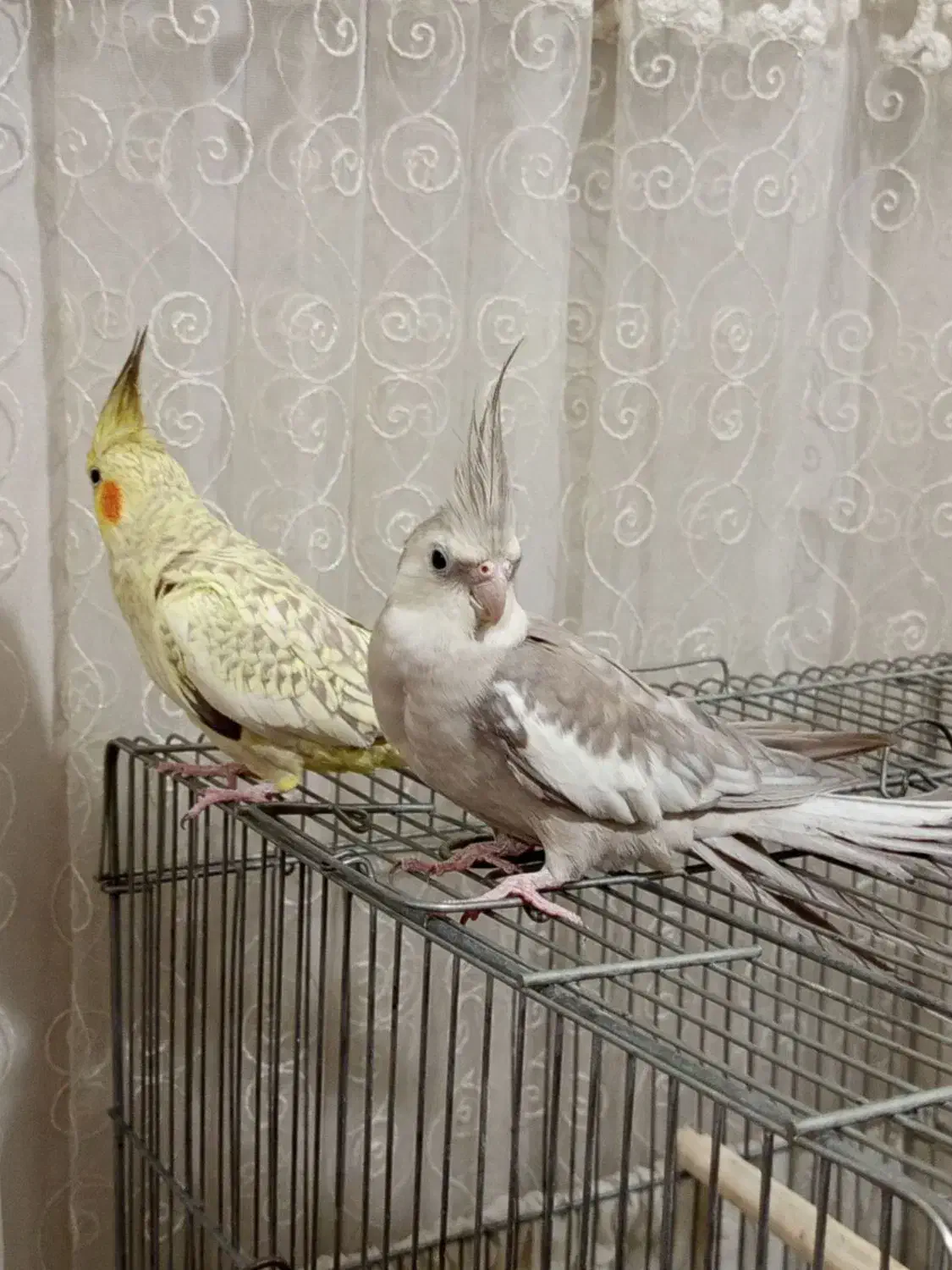 عروس هلندی جفت مولد|پرنده|باقرشهر, |دیوار