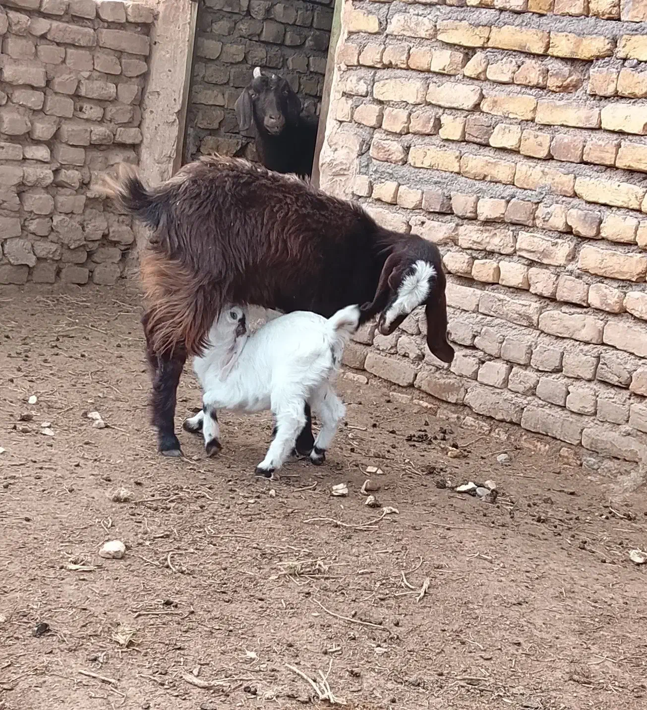 بز پاکستانی|حیوانات مزرعه|تربت‌حیدریه, حاجی یار‎|دیوار