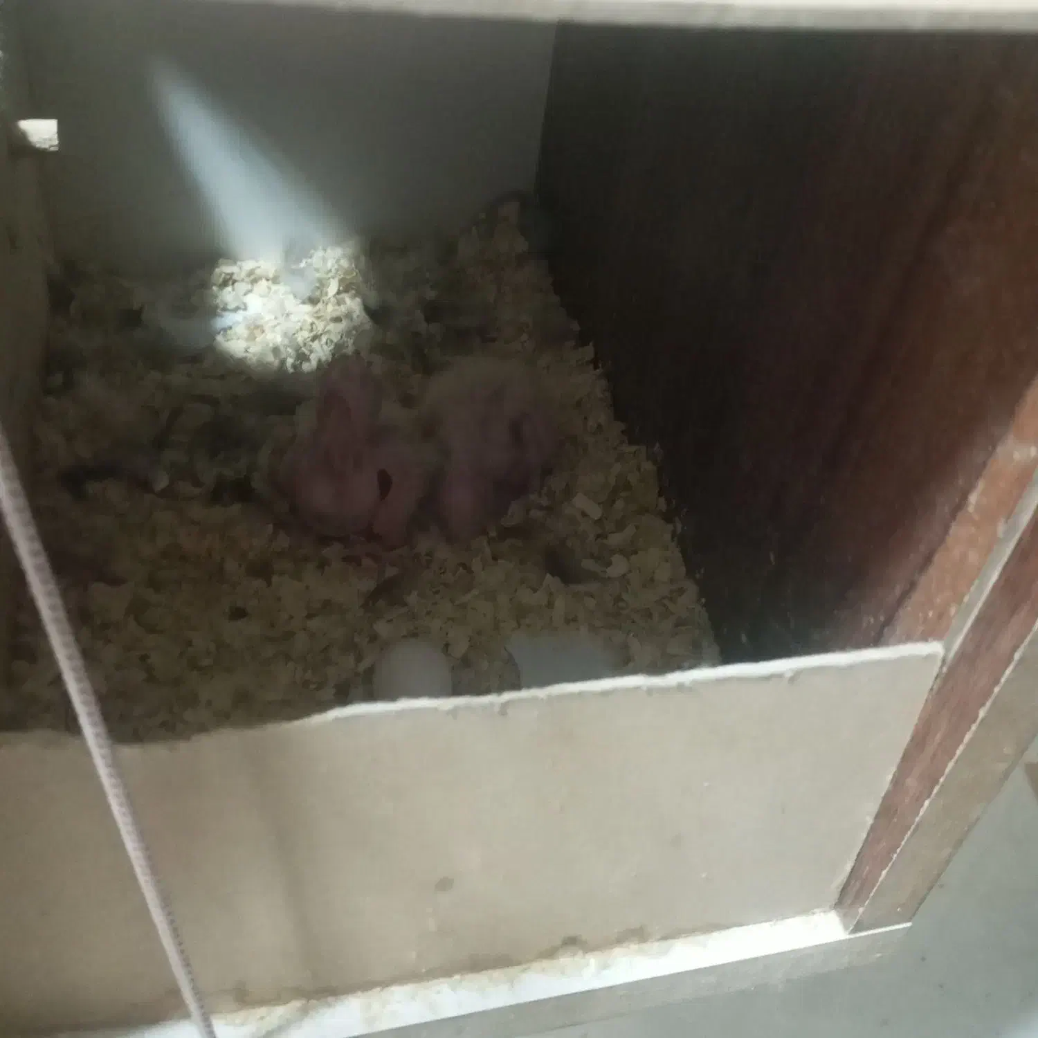 عروس هلندی( مولد)|پرنده|پاکدشت, پاکدشت (مامازند)|دیوار