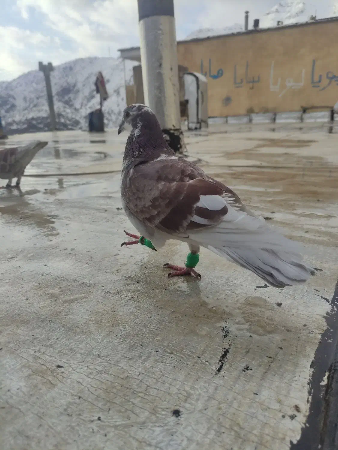 کبوتر|پرنده|پاوه, |دیوار