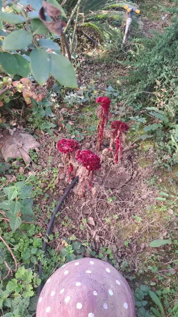 زمین ۹۰۰ متری بختیار دشت|فروش زمین و ملک کلنگی|اصفهان, بختیاردشت (شهرک پرتو)|دیوار