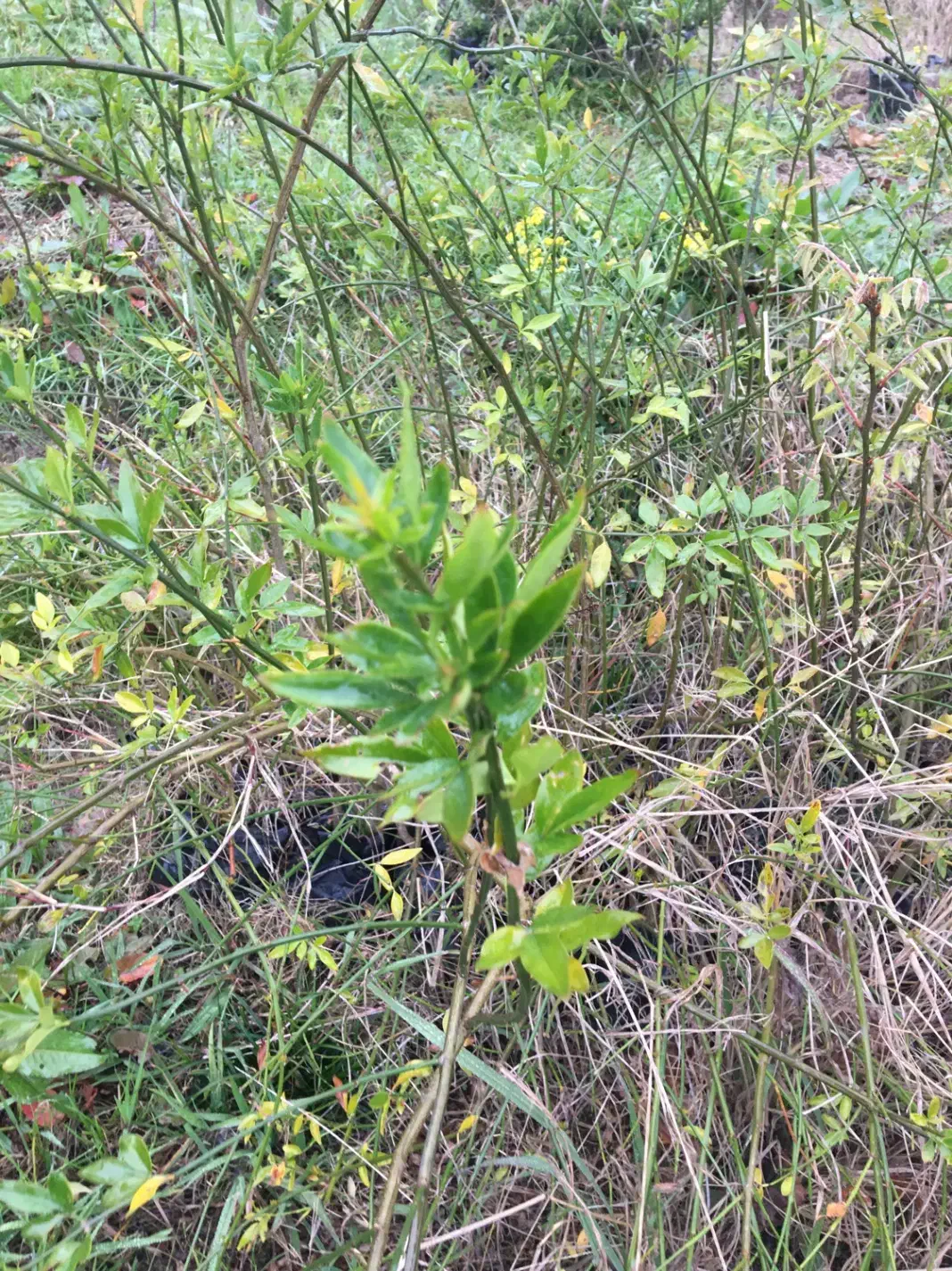 جذب نیروی آقا و خانم (زوج)|استخدام سرایداری و نظافت|شیرگاه, |دیوار