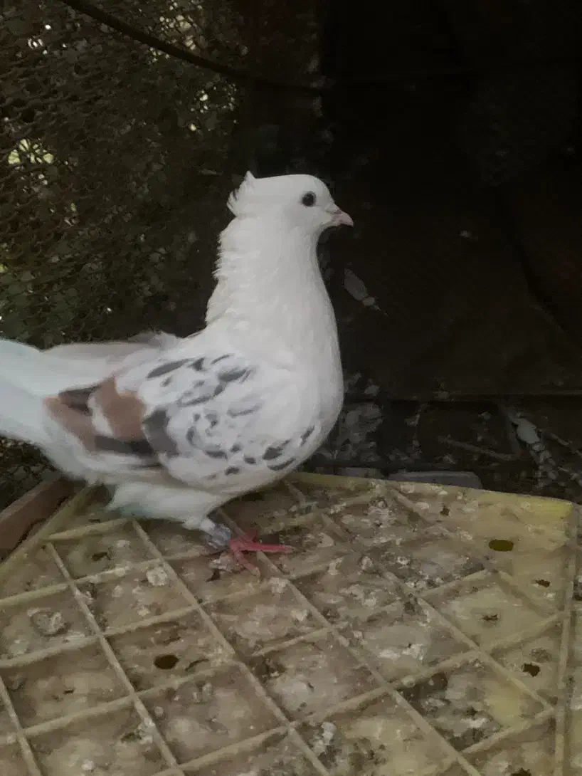 پشتی پشت سور|پرنده|کهنوج, |دیوار