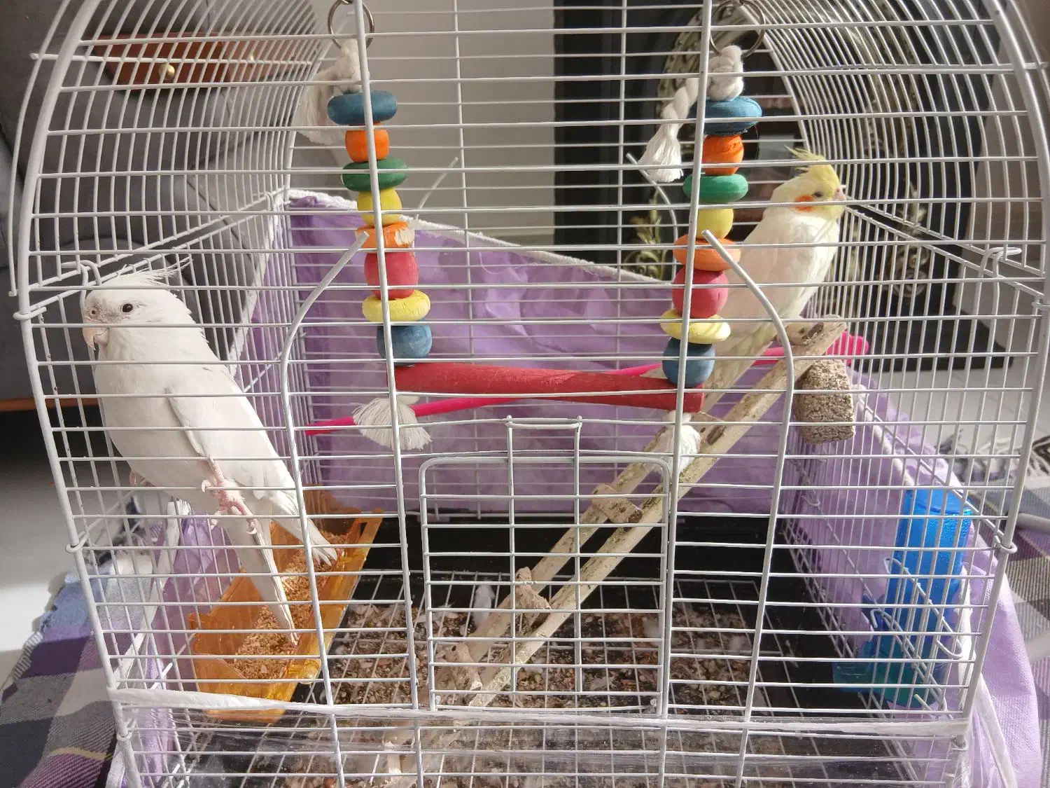 عروس هلندی|پرنده|چناران, |دیوار