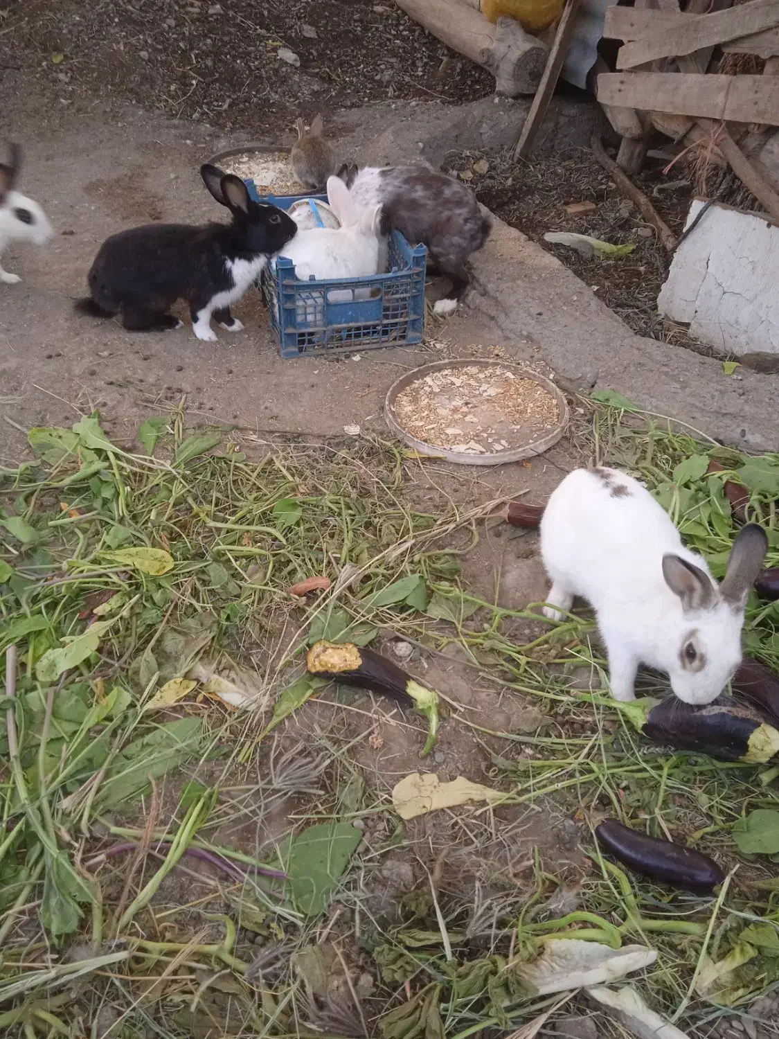 خرگوش بازیگوش و خانگی رودان سکل|موش و خرگوش|بیکاه, |دیوار