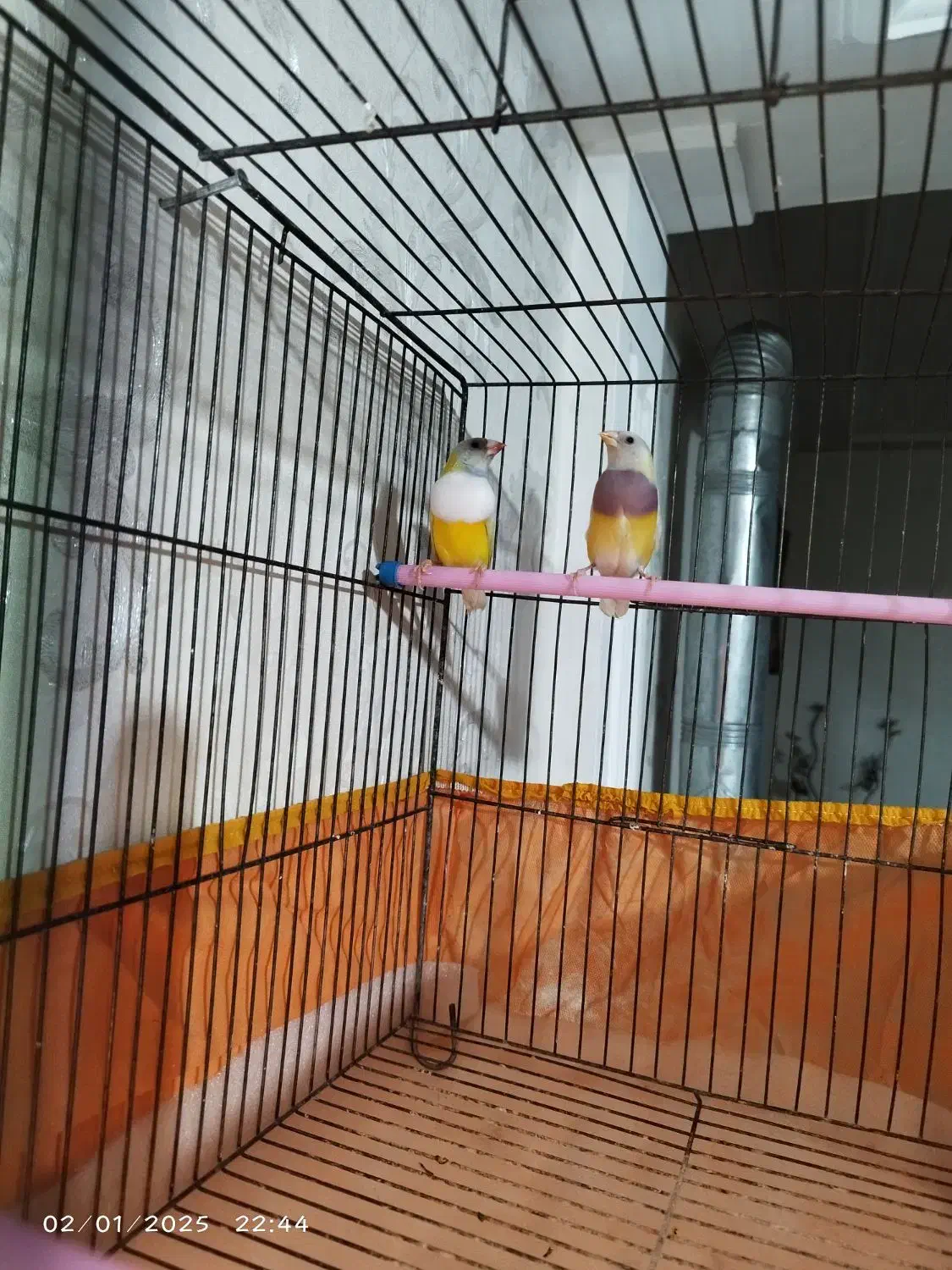 فنچ گلدین|پرنده|قرچک, باقرآباد|دیوار