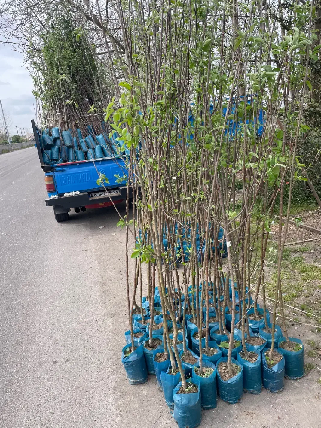 نهال فروشی مهندس آرمین میاندواب|خدمات باغبانی و درختکاری|کرج, فاز ۴ مهرشهر|دیوار