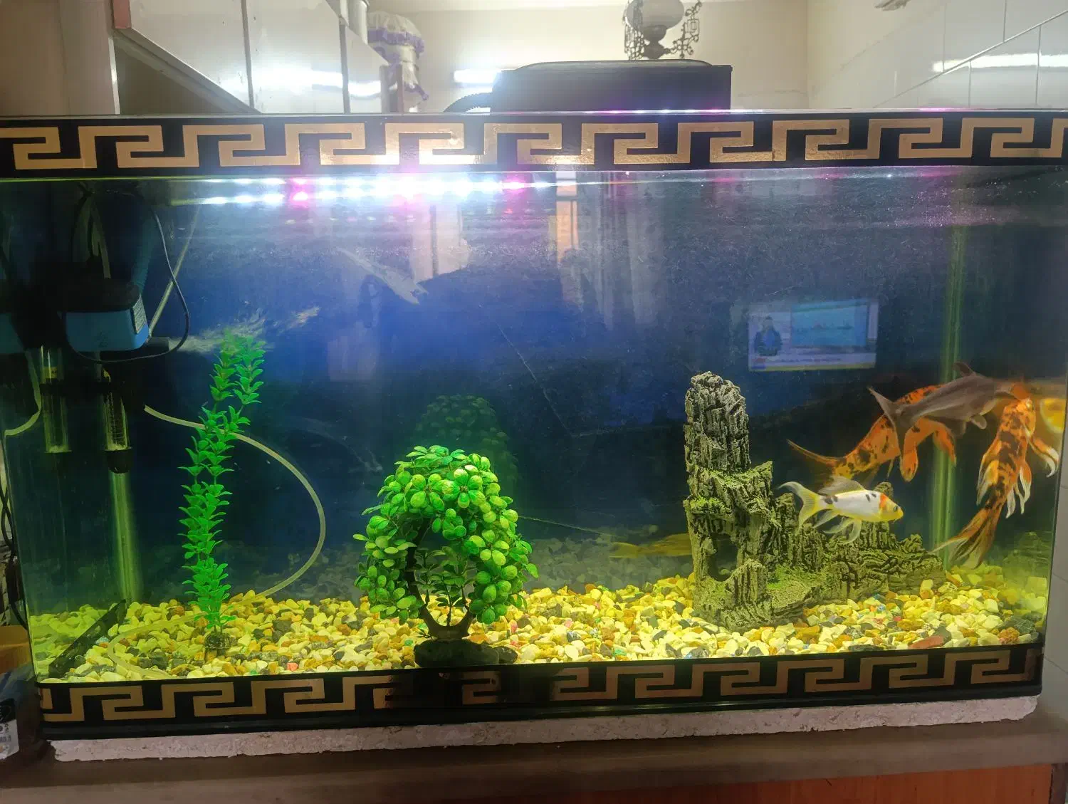 اکواریم با چند عدد ماهی فروشی|ماهی|کاشان, ولیعصر|دیوار