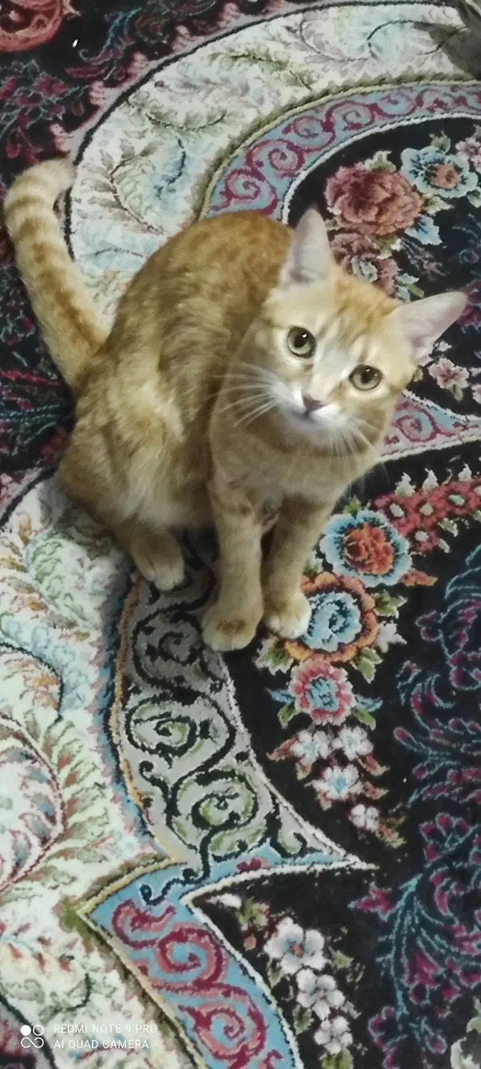 واگذاری رایگان گربه|گربه|پاکدشت, پاکدشت (مامازند)|دیوار