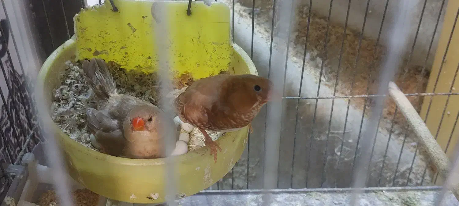 فنچ گلو بریده زبرا کرواتی پارسون سیلور گلدین|پرنده|تهران, دولاب|دیوار