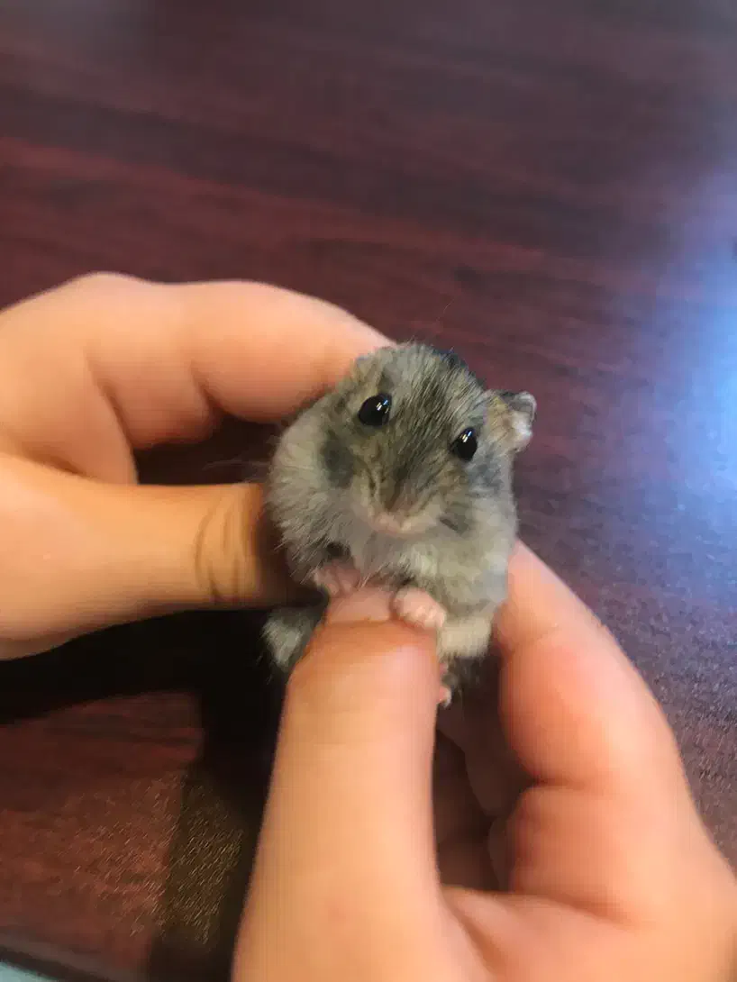 بچه همستر زرنگ|موش و خرگوش|تهران, تهرانپارس جنوبی|دیوار