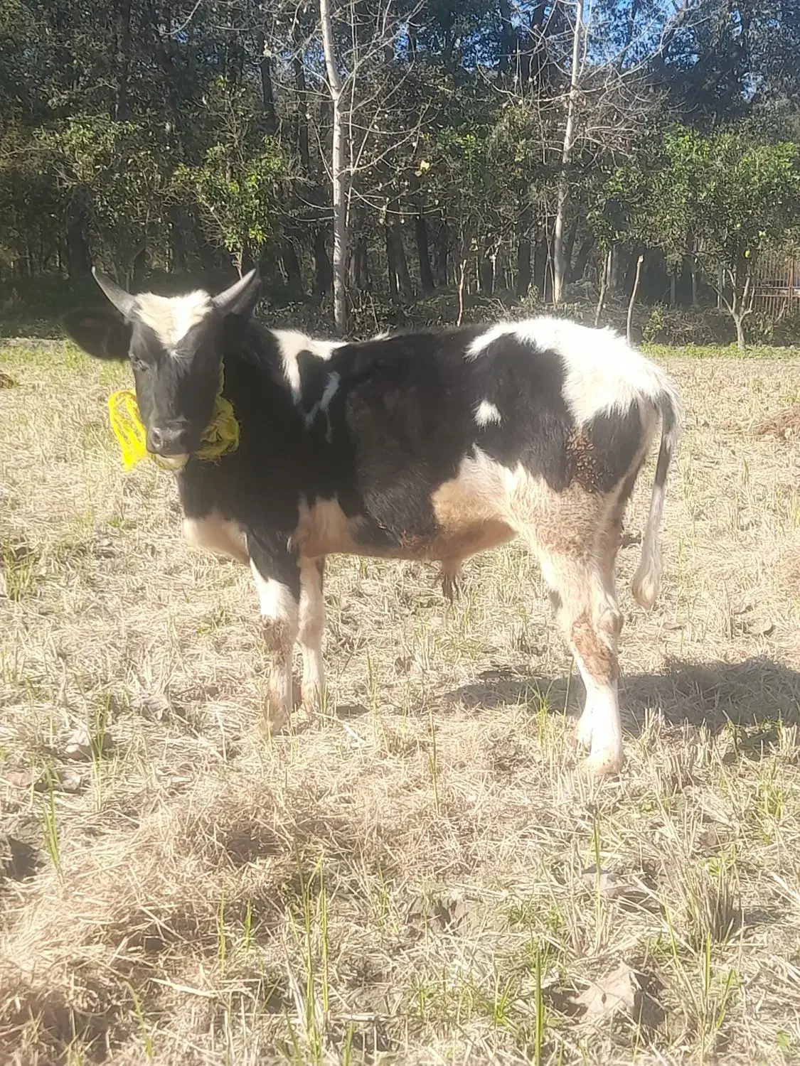 گوساله نر...|حیوانات مزرعه|محمودآباد, |دیوار