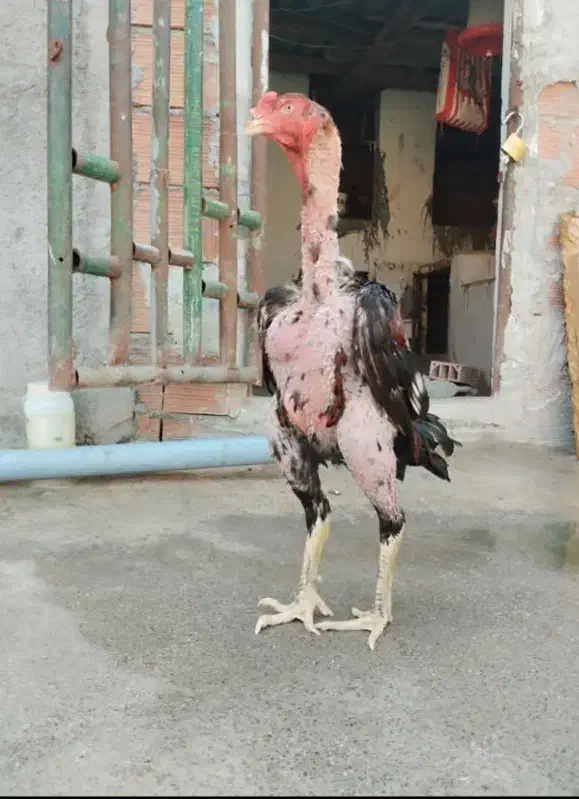 خروس لاری اصیل|حیوانات مزرعه|هادی شهر, |دیوار