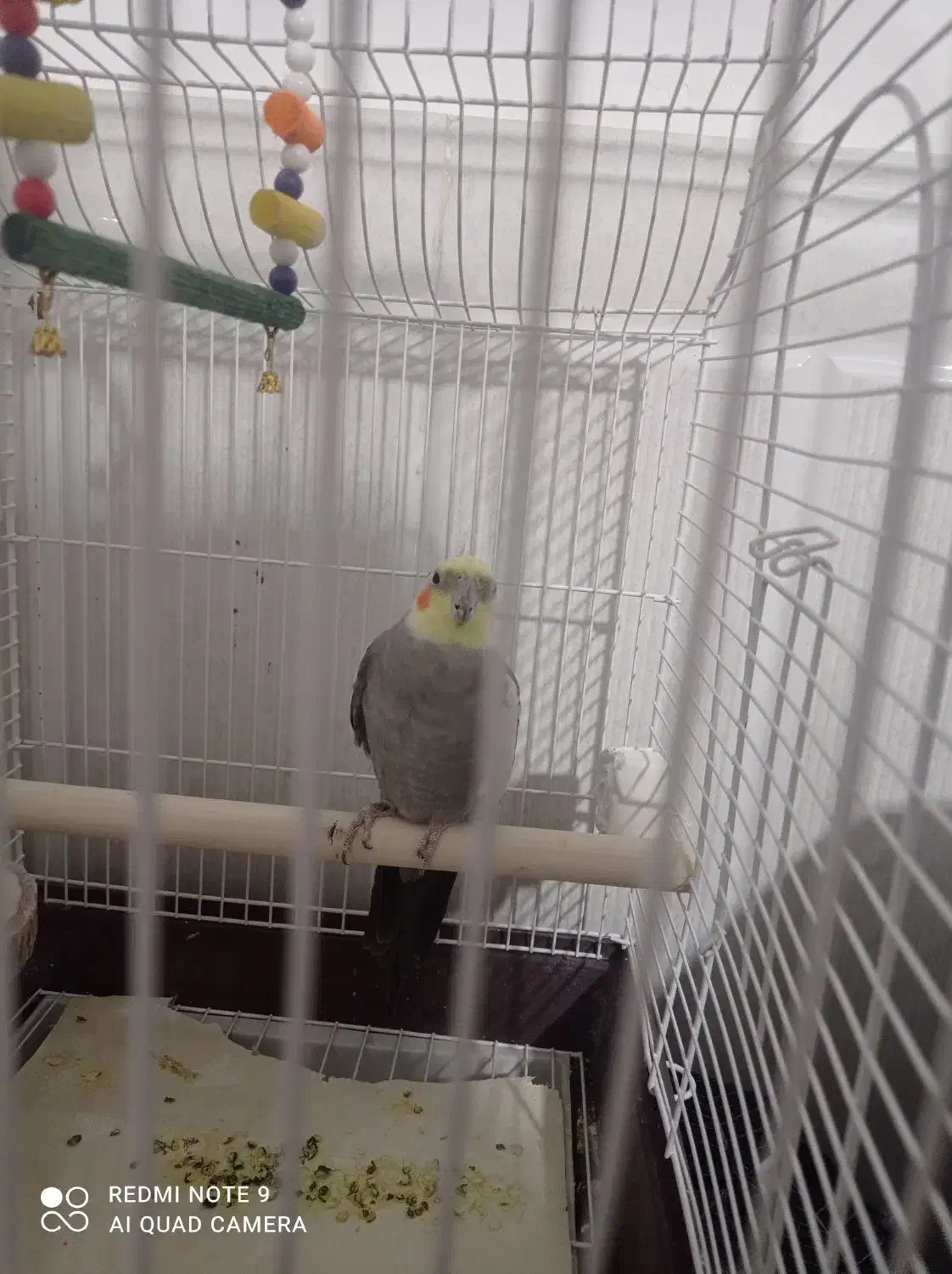 عروس هلندی|پرنده|قرچک, امین آباد|دیوار