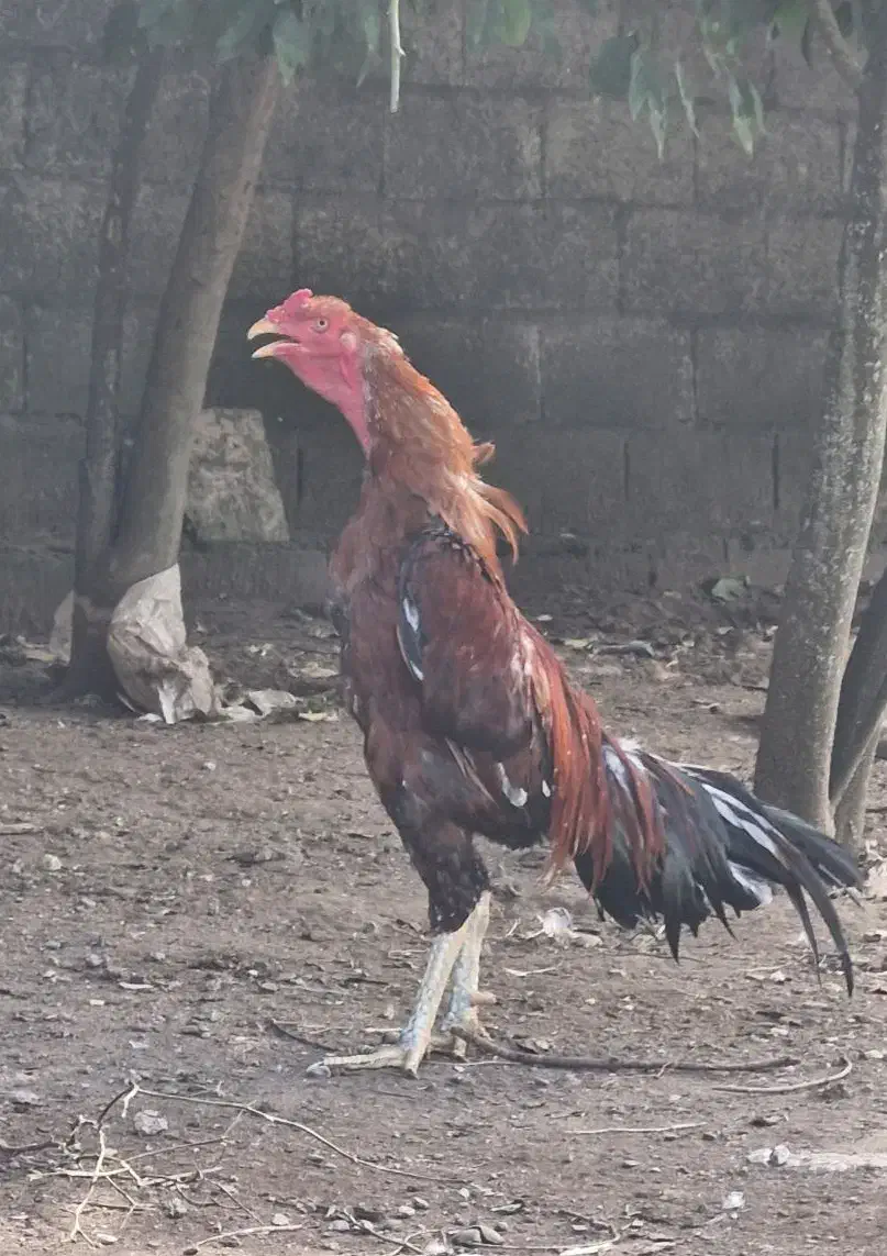 خروس لاری قلم سبز|حیوانات مزرعه|رشت, کوی مهر|دیوار