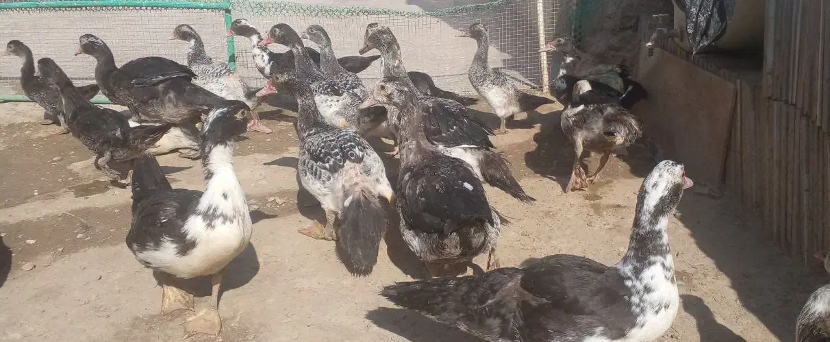 اردک خارجی|حیوانات مزرعه|هامون, |دیوار