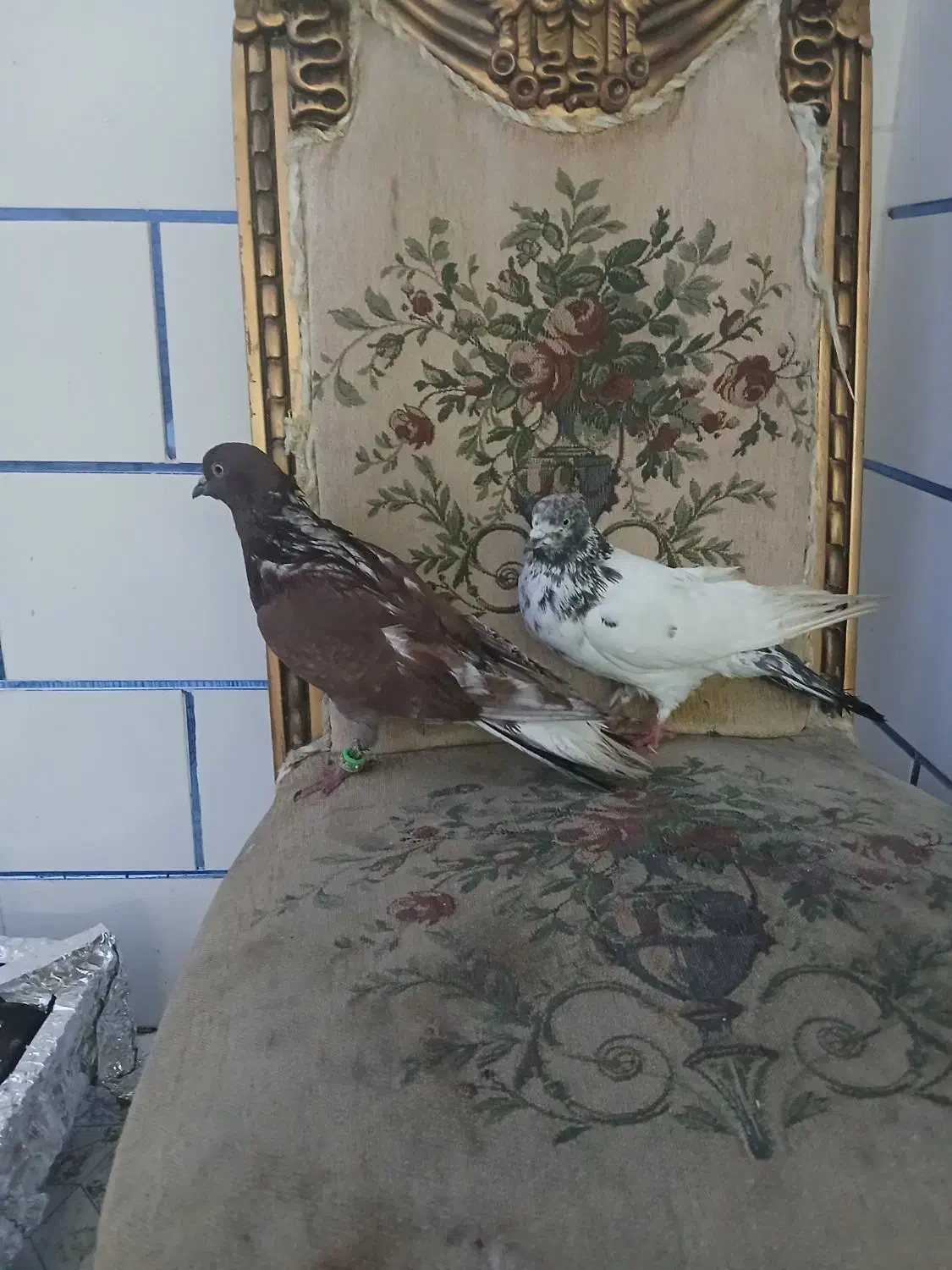 کبوتر دمگیر کاشانی  ساتن|پرنده|خمینی‌شهر, |دیوار