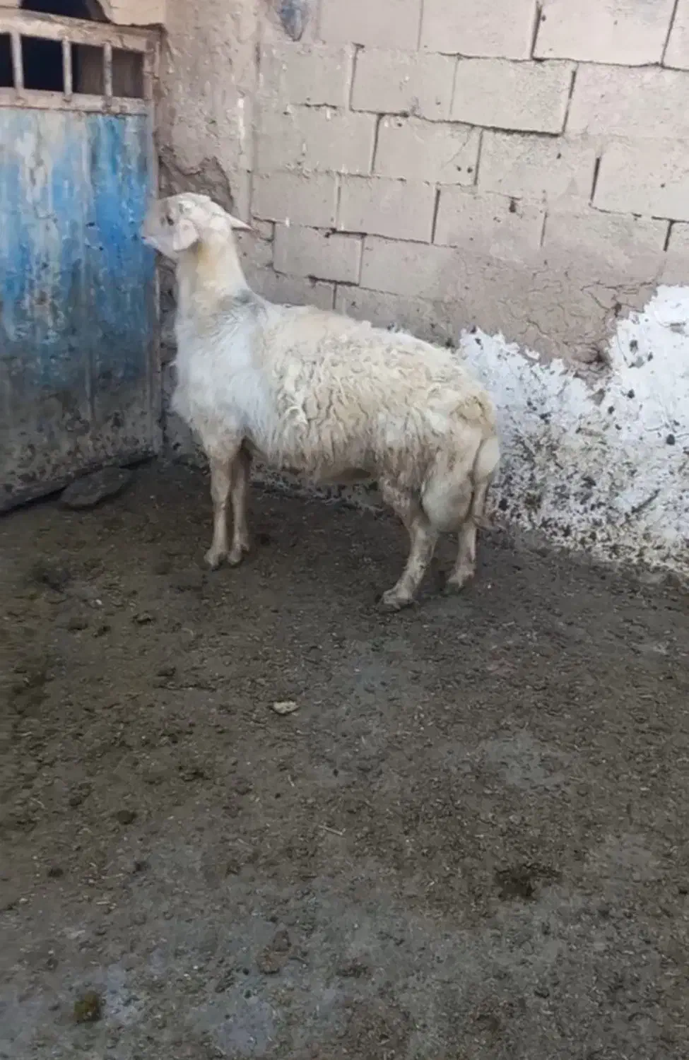 شیشک قوچ زانو زن|حیوانات مزرعه|خنداب, |دیوار