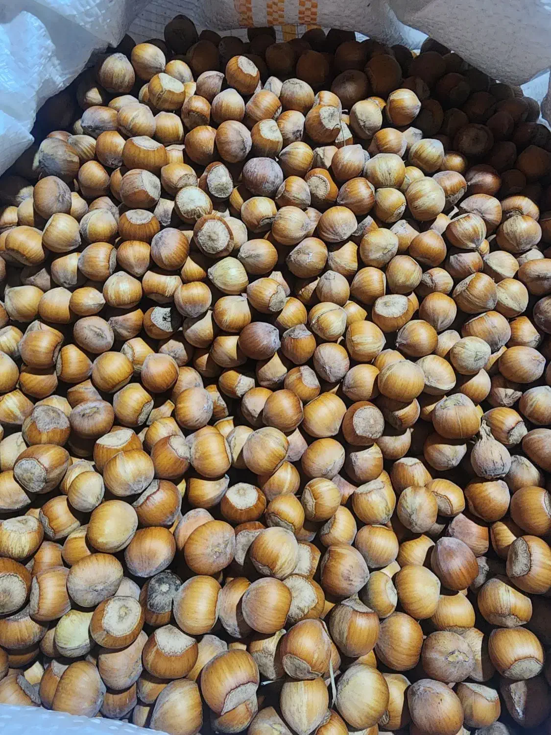 فروش فندق خشک و درجه ۱ دوهزار|خوردنی و آشامیدنی|تهران, جیحون|دیوار