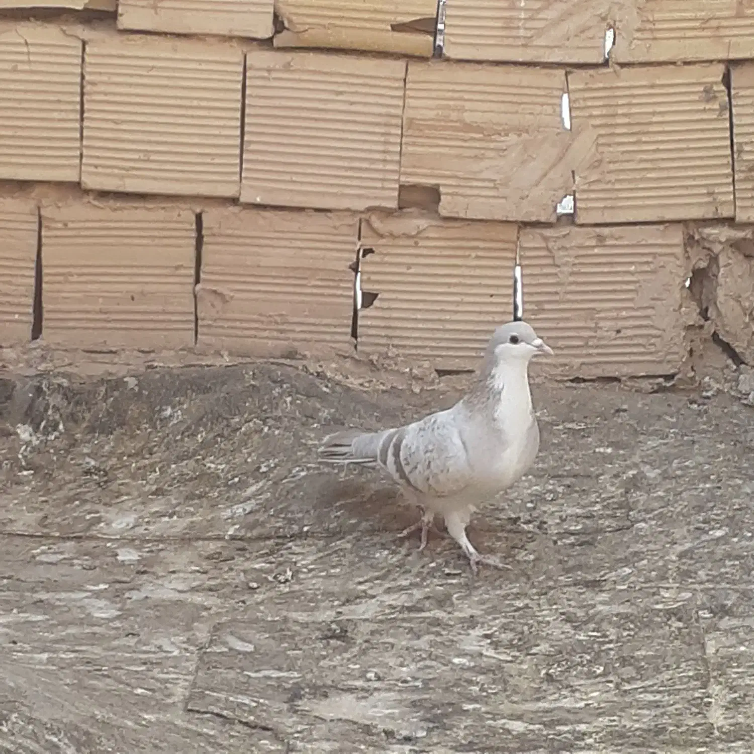 کفتر بوم|پرنده|تربت جام, المهدی|دیوار