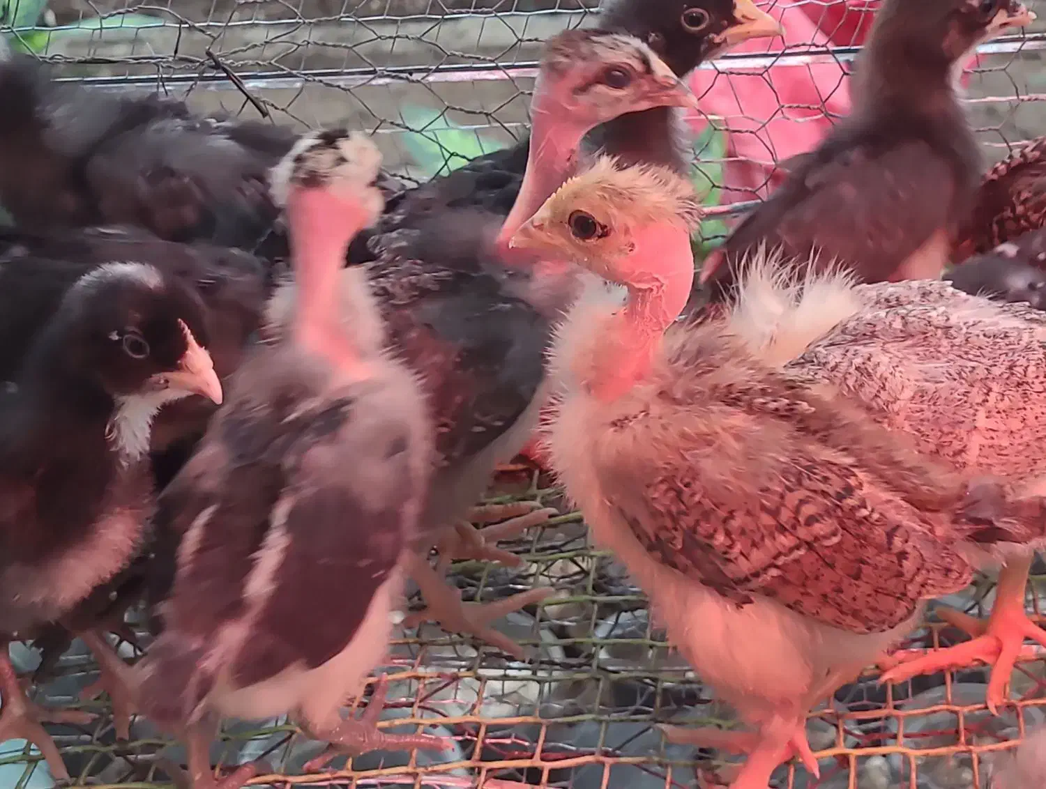 انواع جوجه ۵ روزه تا مرغ و خروس وبوقلبون|حیوانات مزرعه|خرم‌آباد (تنکابن), |دیوار