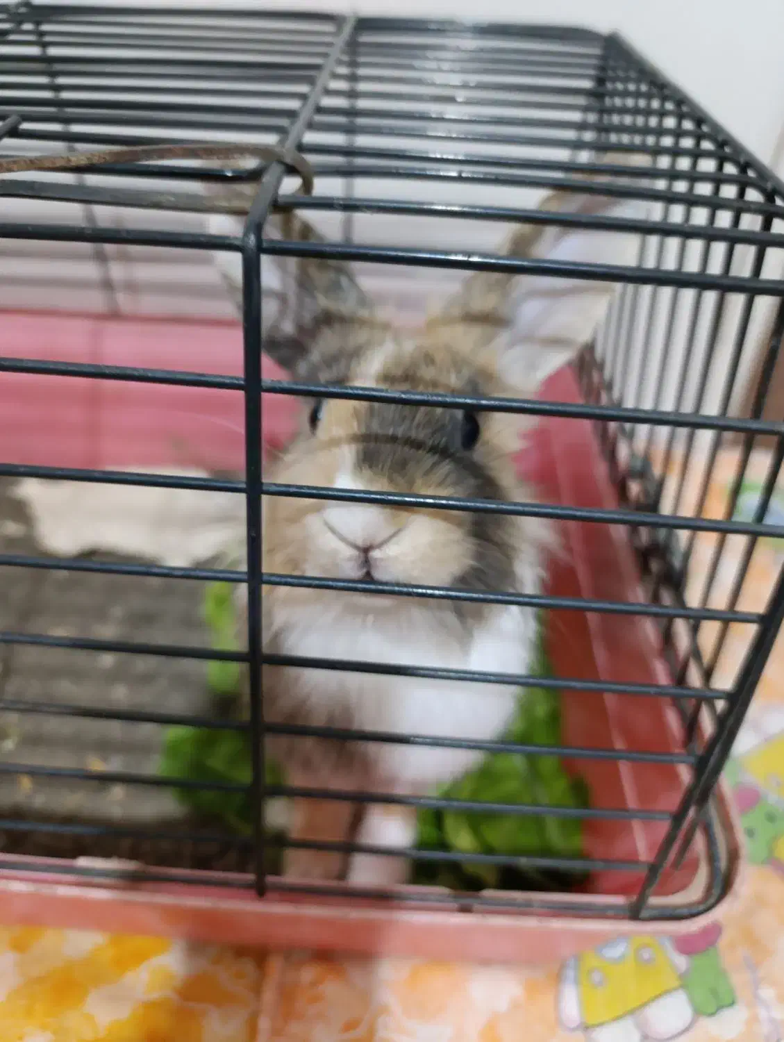 خرگوش نیمه لوپ|موش و خرگوش|ارومیه, |دیوار