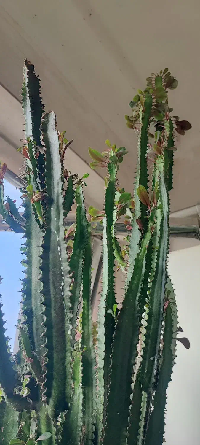 افوربیا قرمز|گل و گیاه طبیعی|رشت, کوی بیانی|دیوار