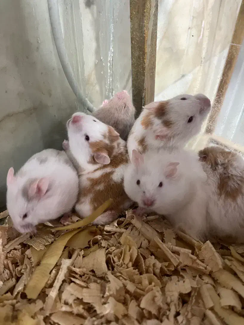 همسترهای مینیاتوری چشم شرابی|موش و خرگوش|چالوس, |دیوار