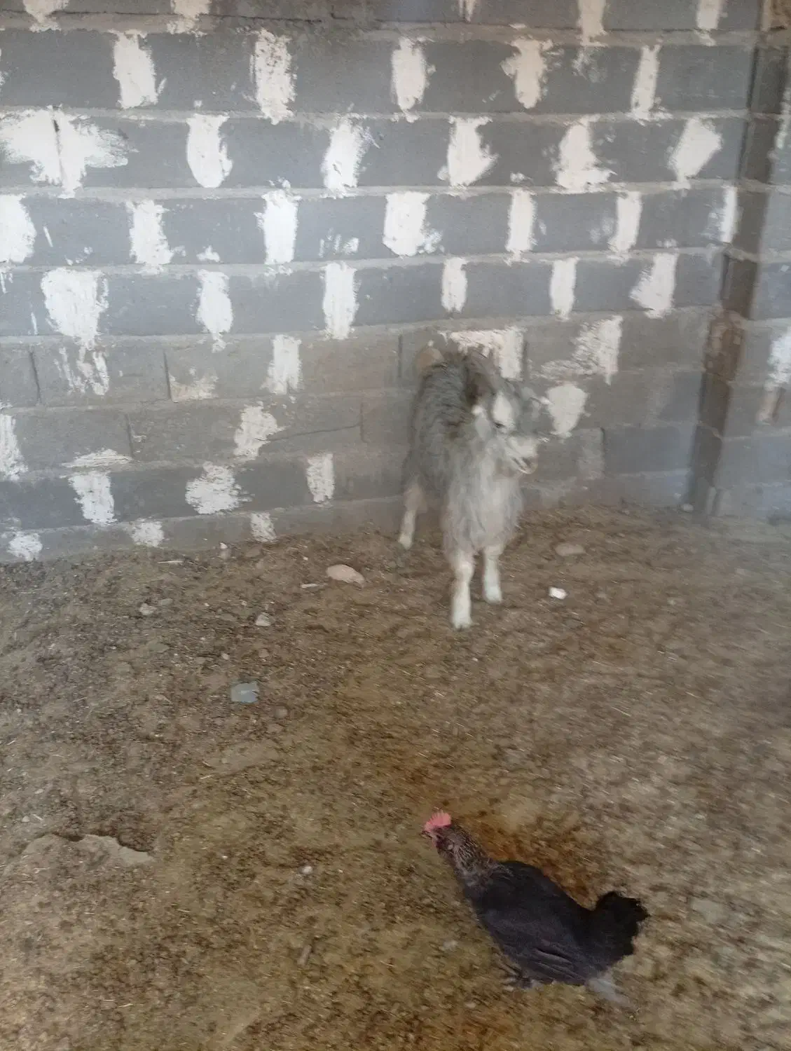 کهره نر|حیوانات مزرعه|مرودشت, ده بید|دیوار