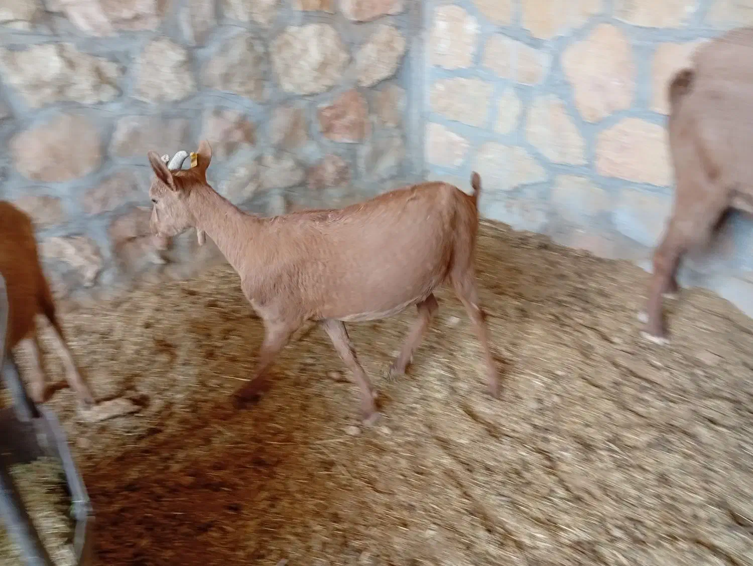 آلپاین|حیوانات مزرعه|شیراز, قلات|دیوار