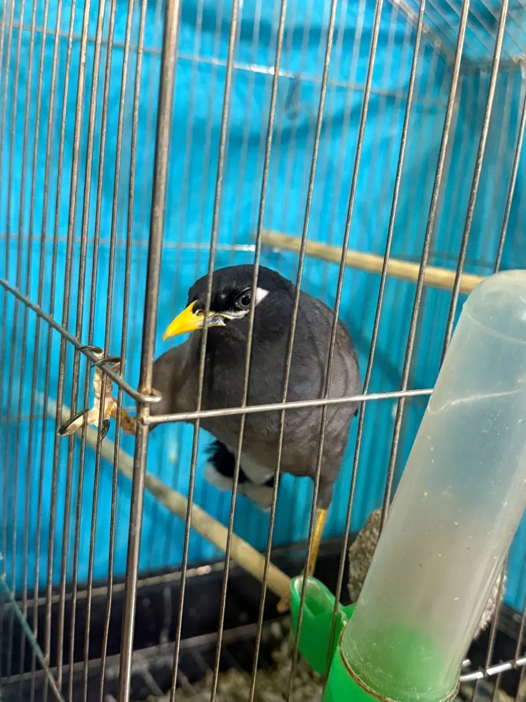 مرغ مینا|پرنده|نیشابور, شهرک اندیشه|دیوار