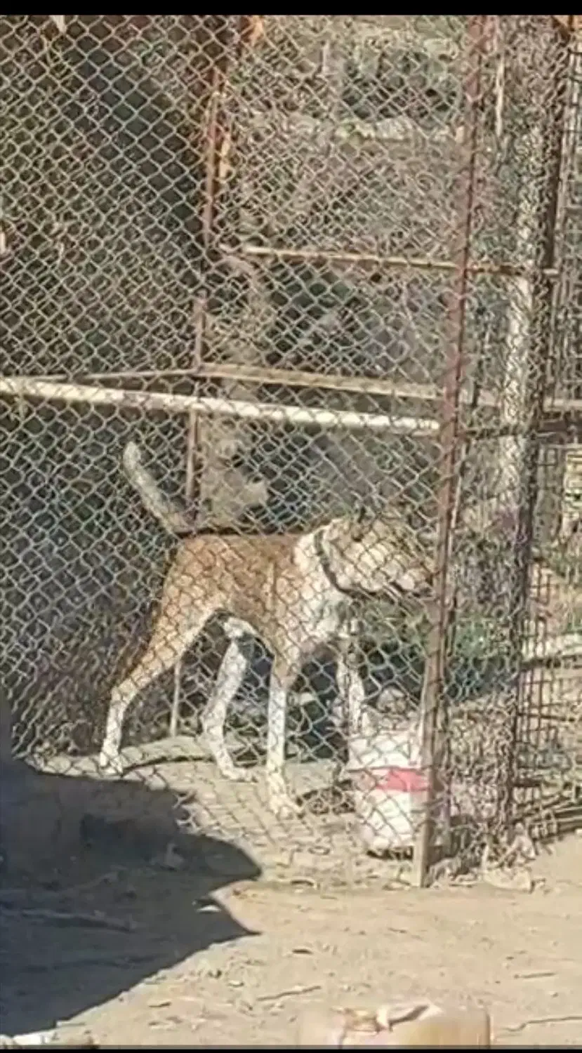 سگ نگهبان عالی میکس افغان و خراسان|سگ|کرج, کیانمهر|دیوار