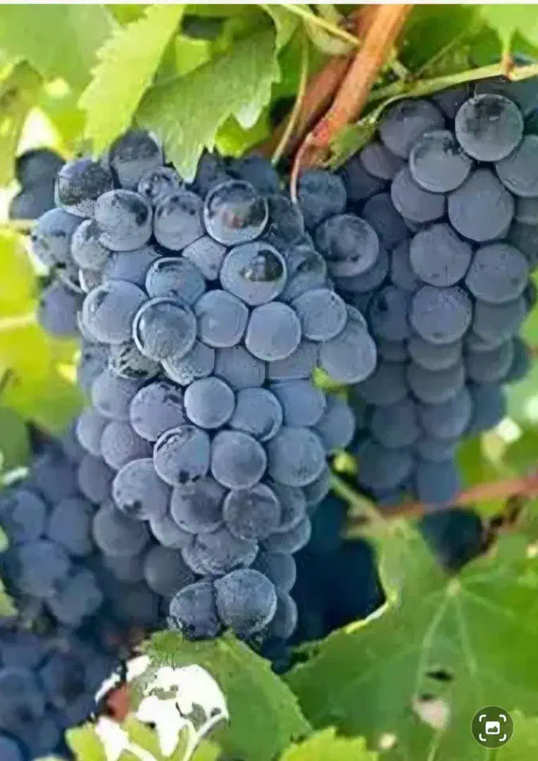 انگور سنندج مریوان سردشت کردستان سیاه شانی کوهی|خوردنی و آشامیدنی|تهران, میدان میوه و تره‌بار مرکزی|دیوار